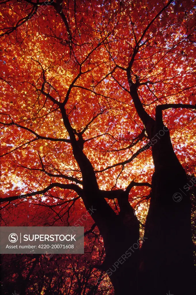 Japanese Maple - view up trunk (Acer palmatum)