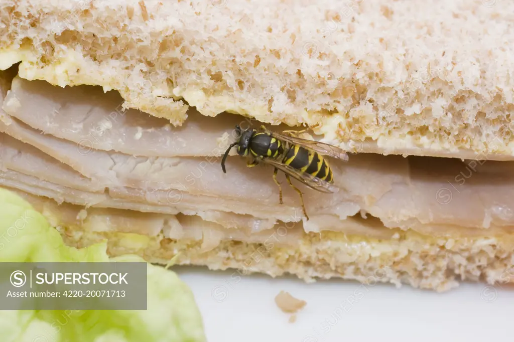 Common Wasp feeding on ham sandwich. (Vespula vulgaris)