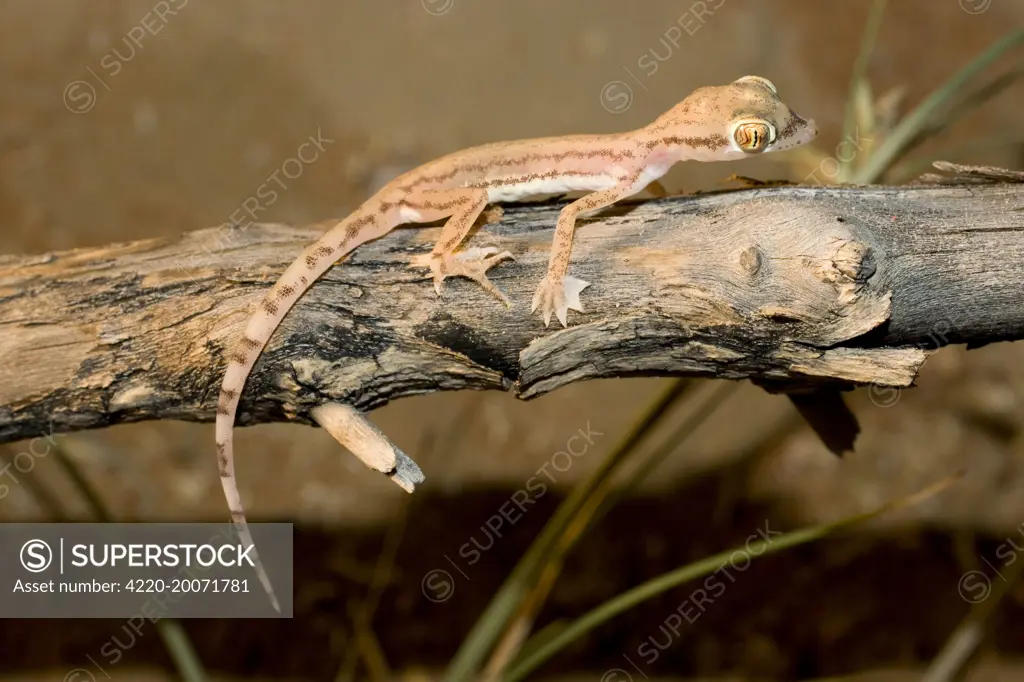 Arabian Sand Gecko / Arabian short-fingered Gecko - showing unusual webbed feet - adaptation for extra grip on sand  (Stenodactylus arabicus). Abu Dhabi - United Arab Emirates.