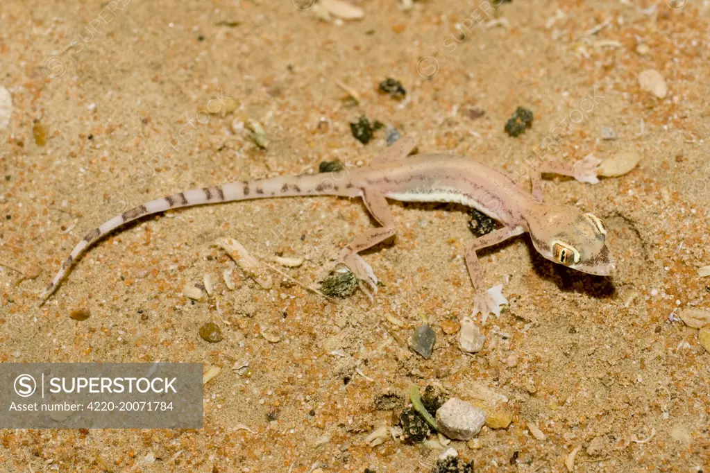 Arabian Sand Gecko / Arabian short-fingered Gecko - showing unusual webbed feet - adaptation for extra grip on sand (Stenodactylus arabicus). Abu Dhabi - United Arab Emirates.