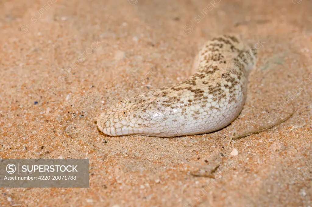 Jayakar's Sand Boa / Arabian Sand Boa - partially buried in sand  (Eryx jayakari). Abu Dhabi - United Arab Emirates.