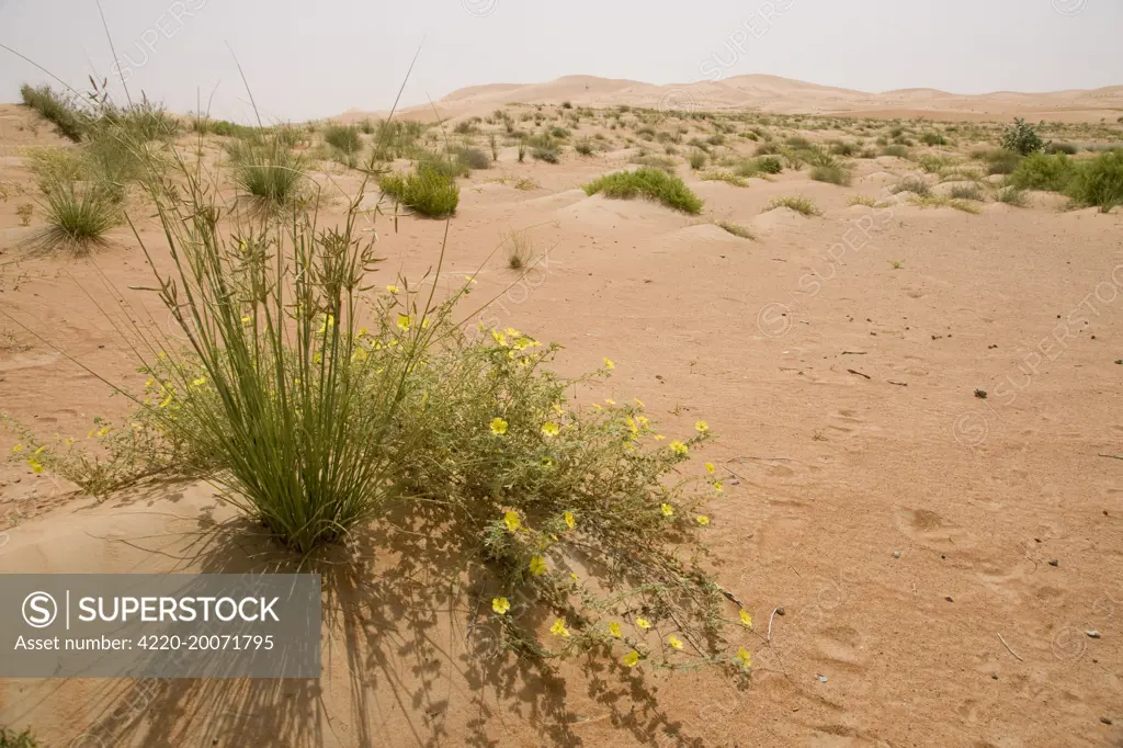 Tribulus flowers growing on sand dune (Tribulus arabicus). Abu Dhabi - United Arab Emirates.