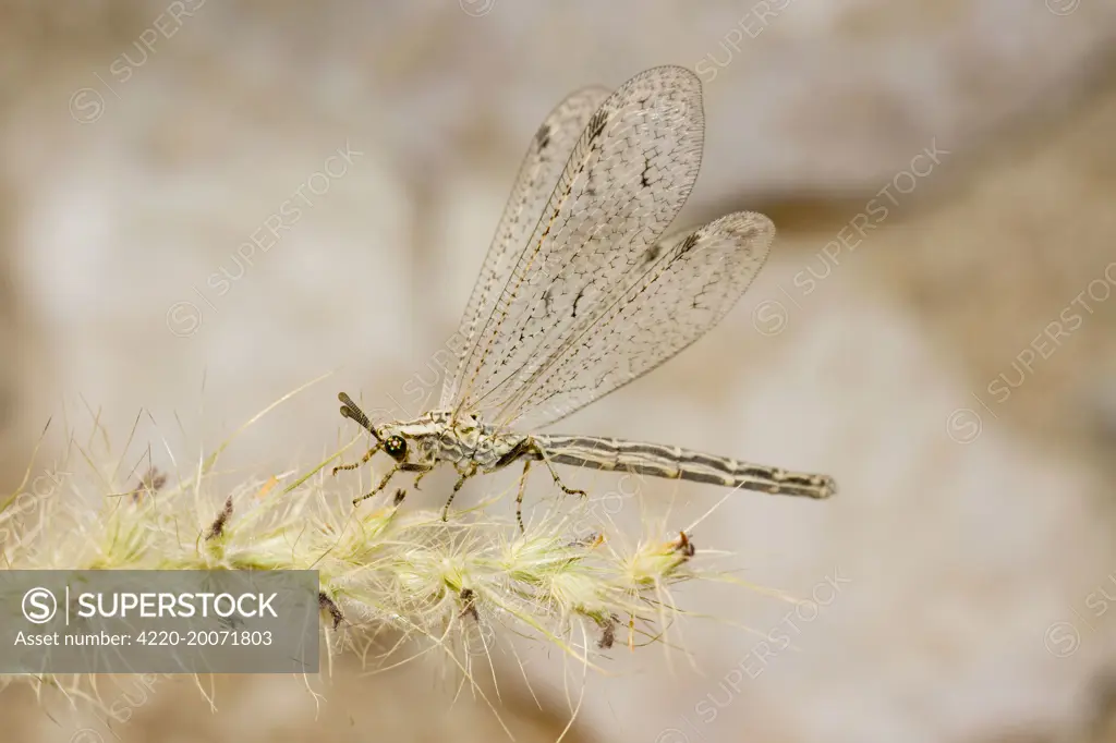 Ant Lion - adult (Myrmeliontidae). Abu Dhabi - United Arab Emirates.