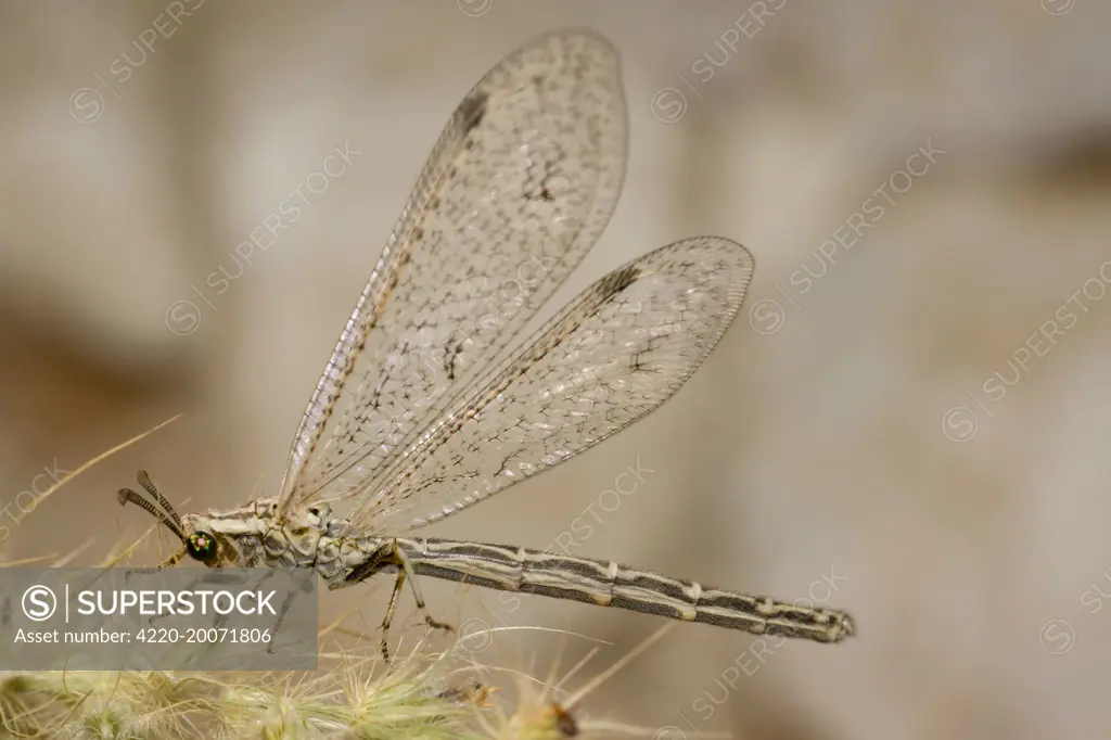 Ant Lion - adult  (Myrmeliontidae). Abu Dhabi - United Arab Emirates.