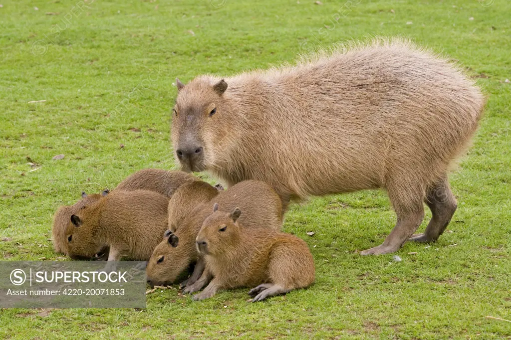 Capybara - with young (Hydrochoerus hydrochaeris) - SuperStock