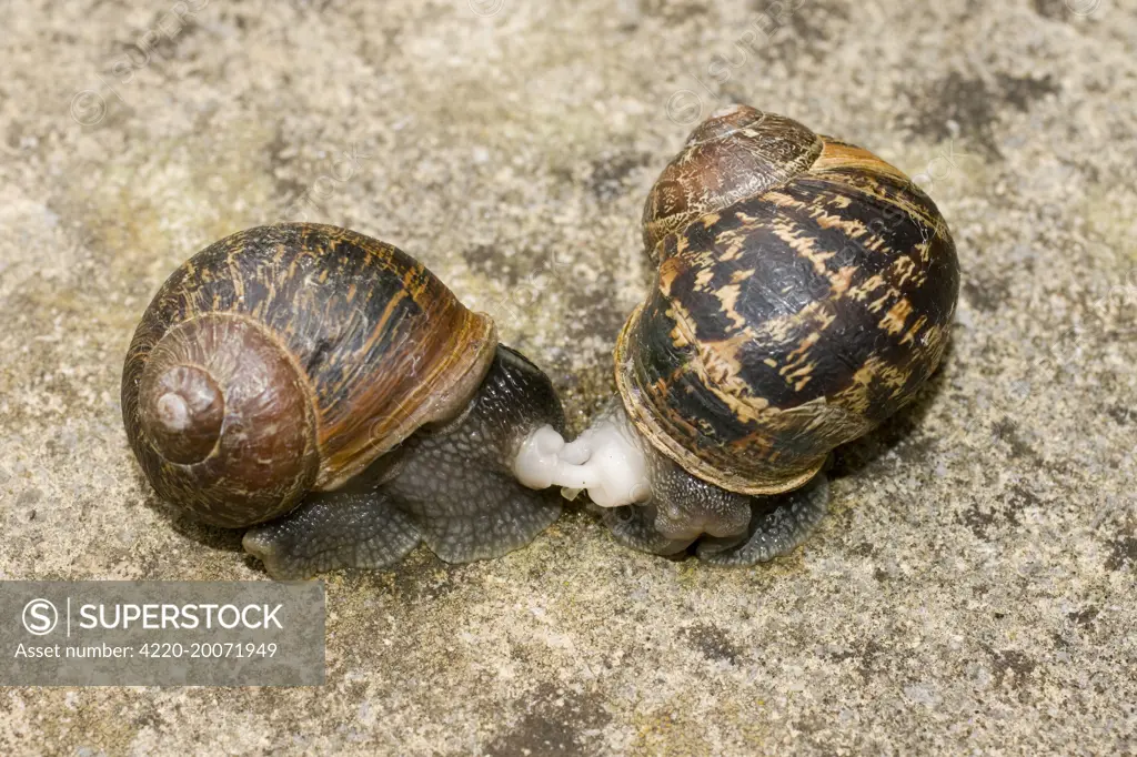 Garden Snails copulation beginning to part Helix aspersa