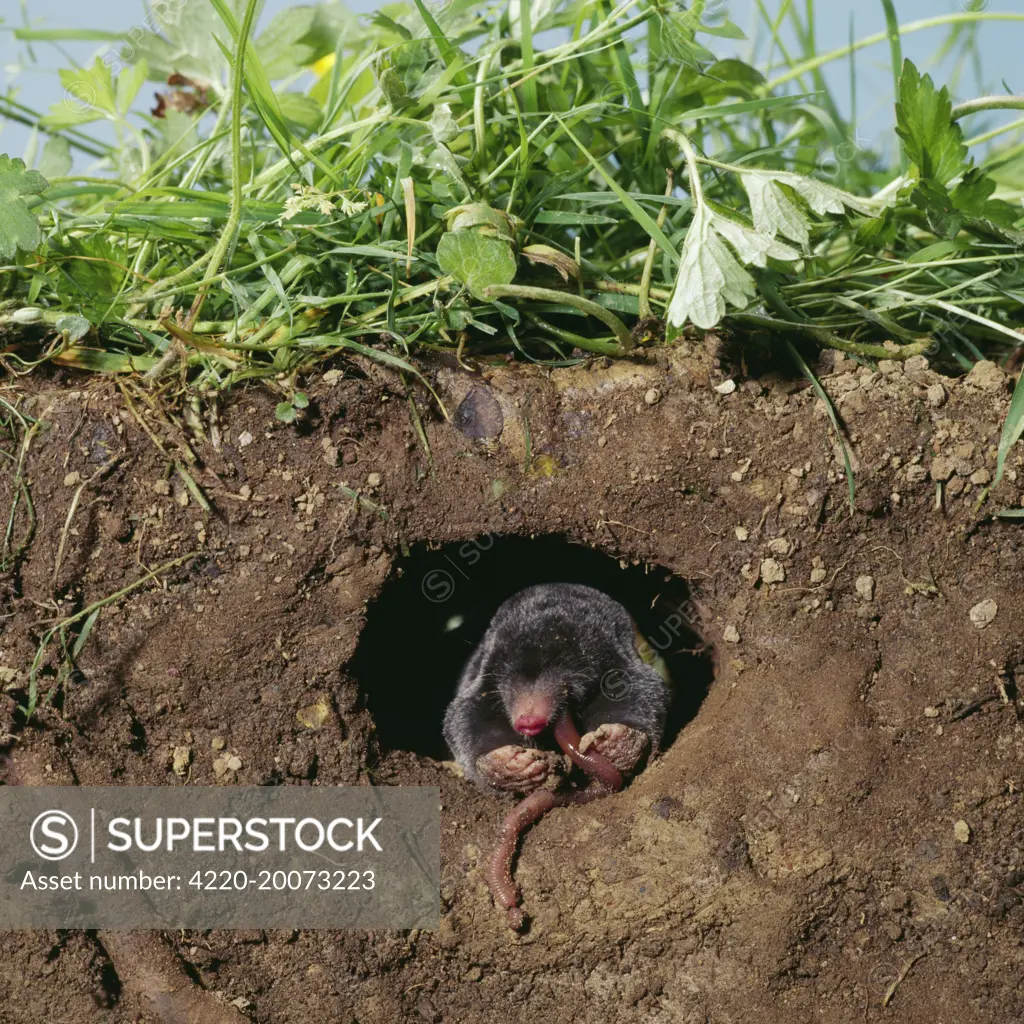 European / Common MOLE - eats worm in hole underground (Talpa europaea)