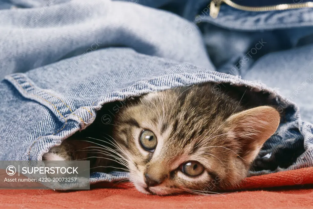 CAT - Kitten in jeans 