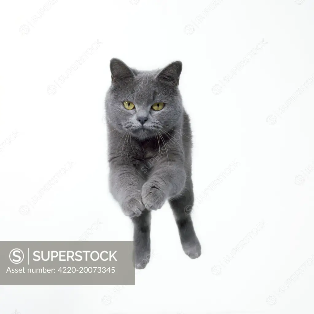 Cat - jumping, mid-air, head on 