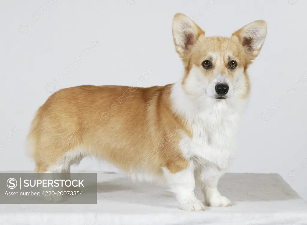 Pembroke Corgi Dog - side view 