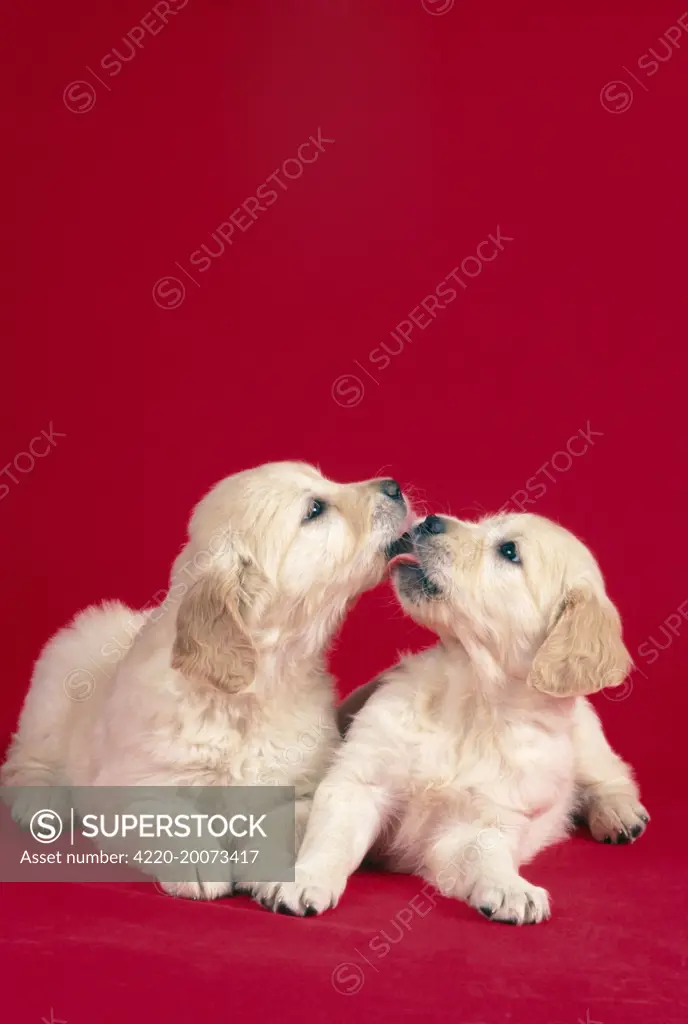 DOG - Puppies kissing 