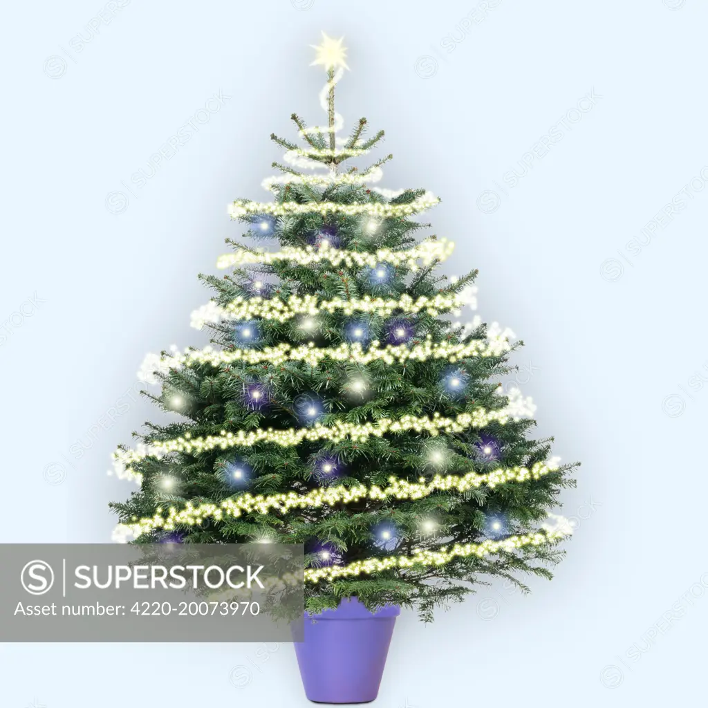 Christmas Tree - Nordmann&#x573; Fir (Caucasian Fir) variety - with Christmas lights and decoration. (Abies nordmanniana)