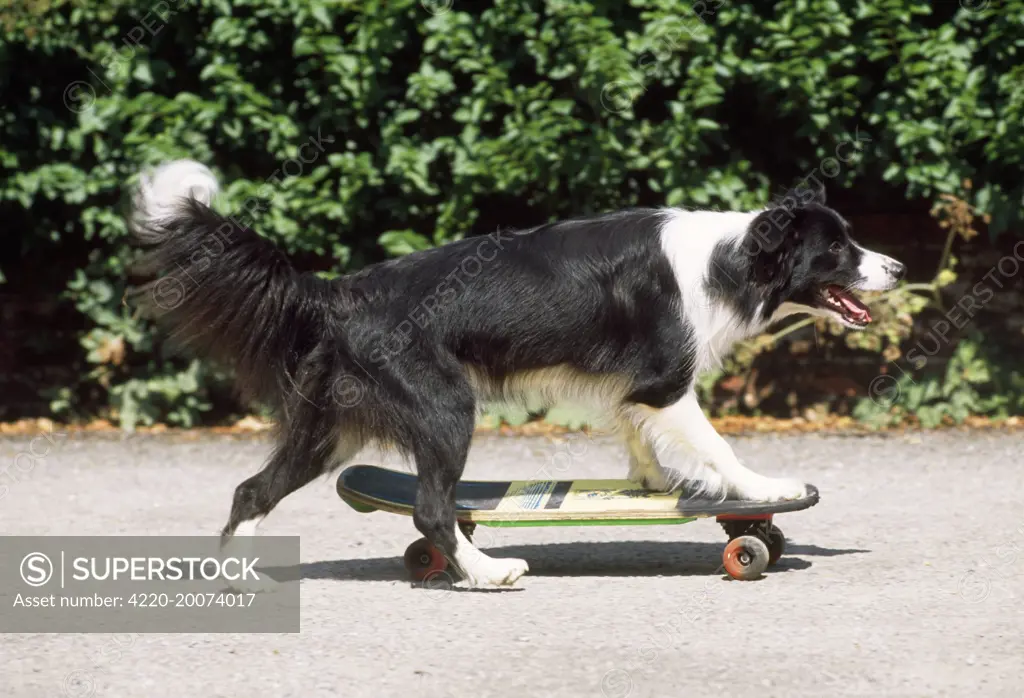 Border Collie Dog - skateboarding 