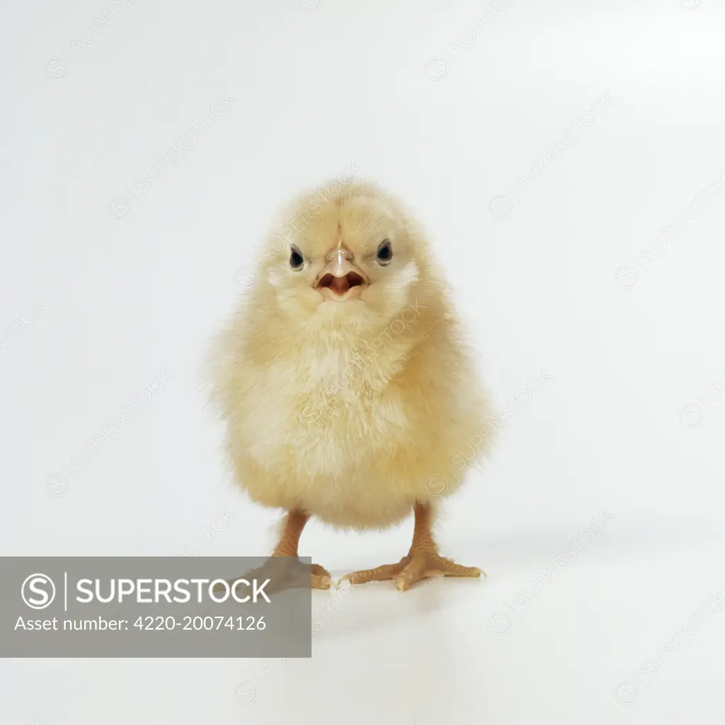 CHICKEN - chick, front view, beak open. studio shot.