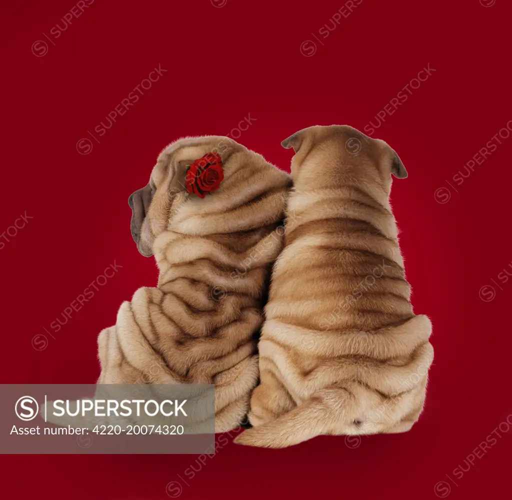 Shar Pei Dogs - Rear view of puppies sitting down. 