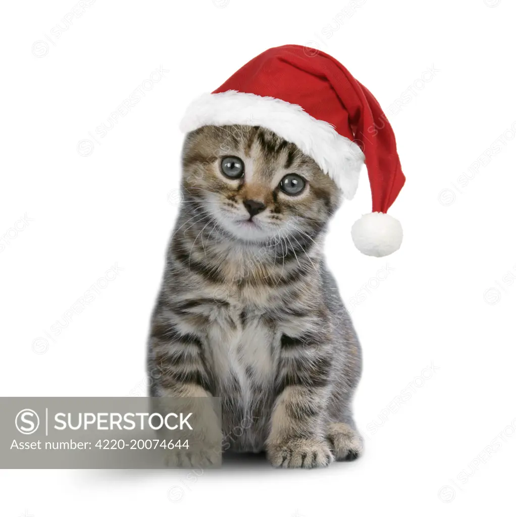 Tabby Cat - kitten wearing Christmas hat 