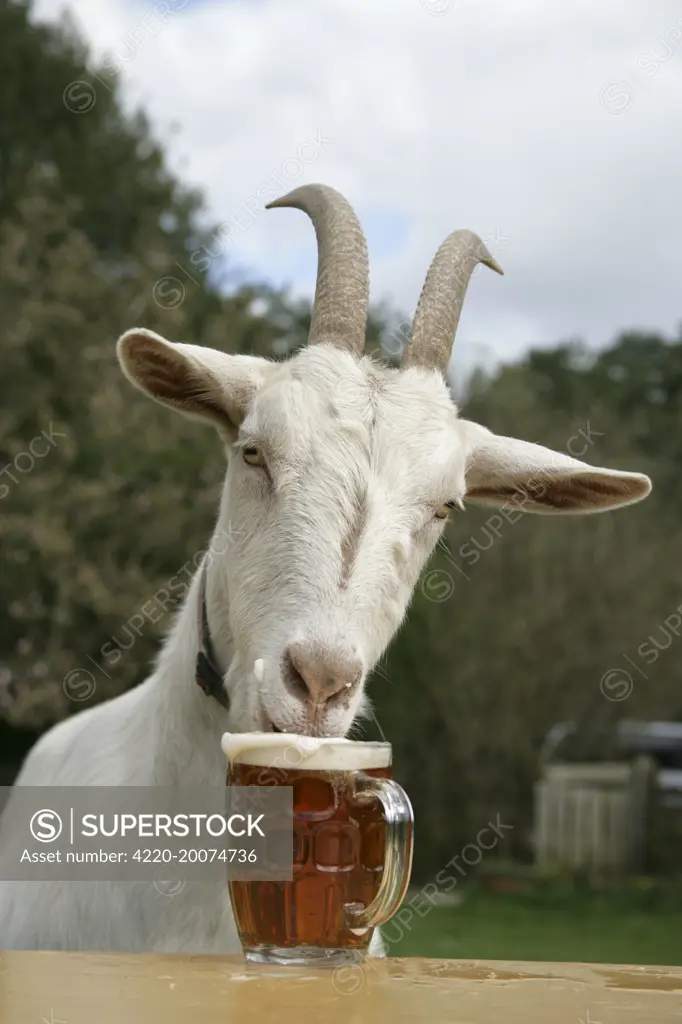 Goat drinking beer 