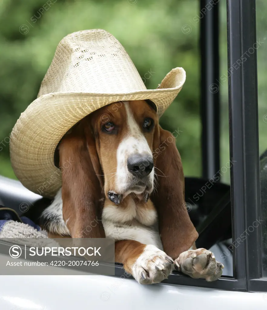 Basset hound cheap with hat