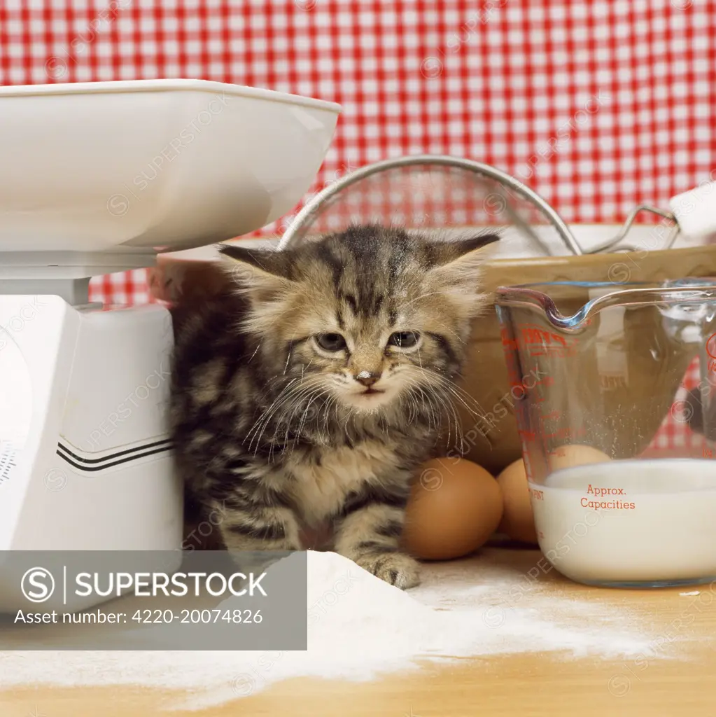 Tabby Cat - kitten with flour on nose &amp; whiskers, by scales &amp; mixing bowl. 