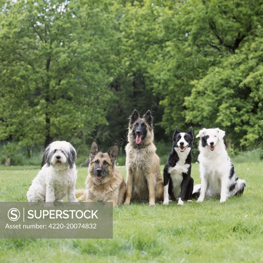 Dogs - line of dog breeds 