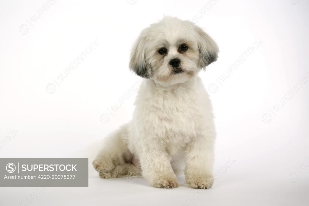 Lhasa apso teddy store cut