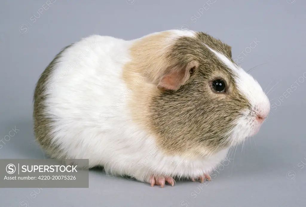 Guinea Pig - Lemon Agouti 