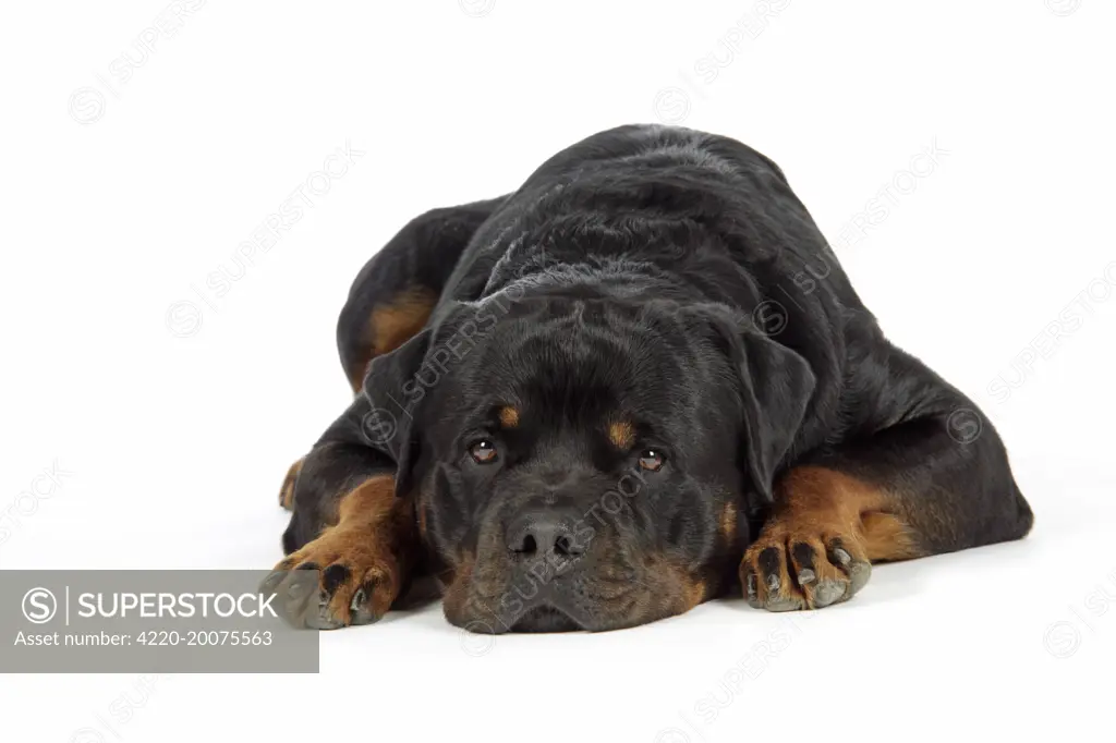 DOG. Rottweiler lying down 