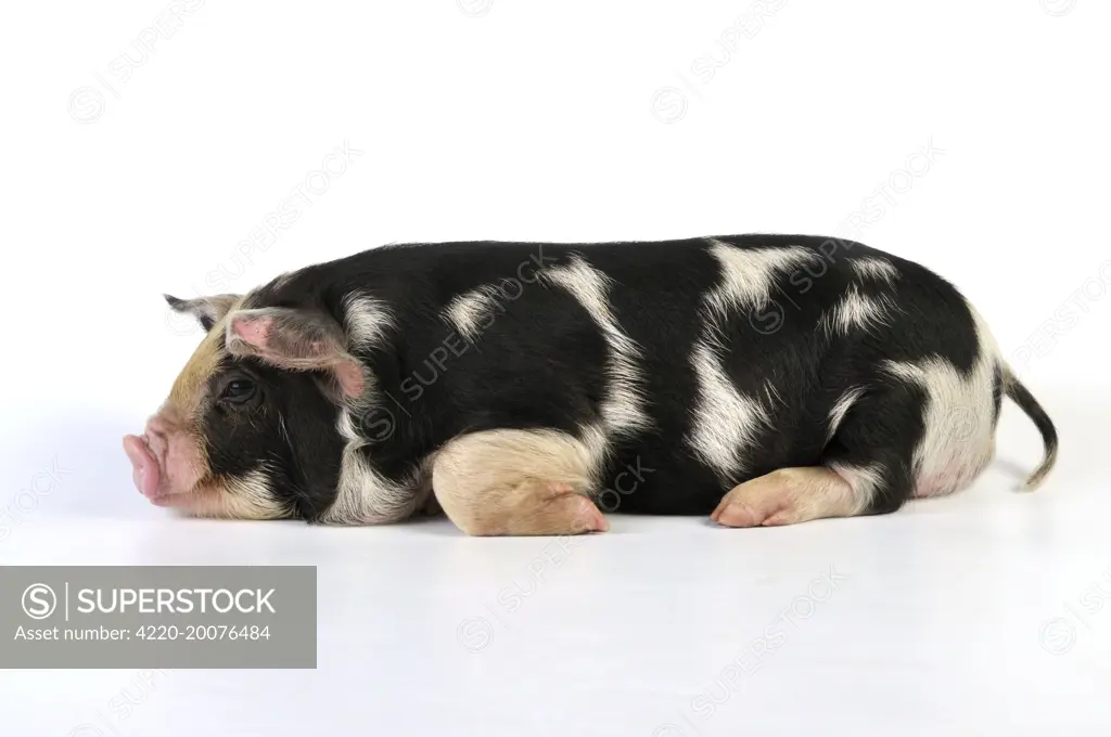 Pig - 2 week old Kune Kune piglet 