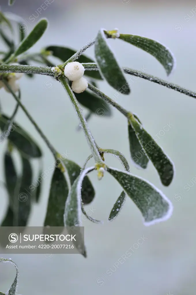 Mistletoe, with frost (Viscum album)