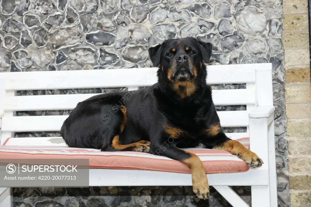 Dog - Rottweiler sitting on bench 