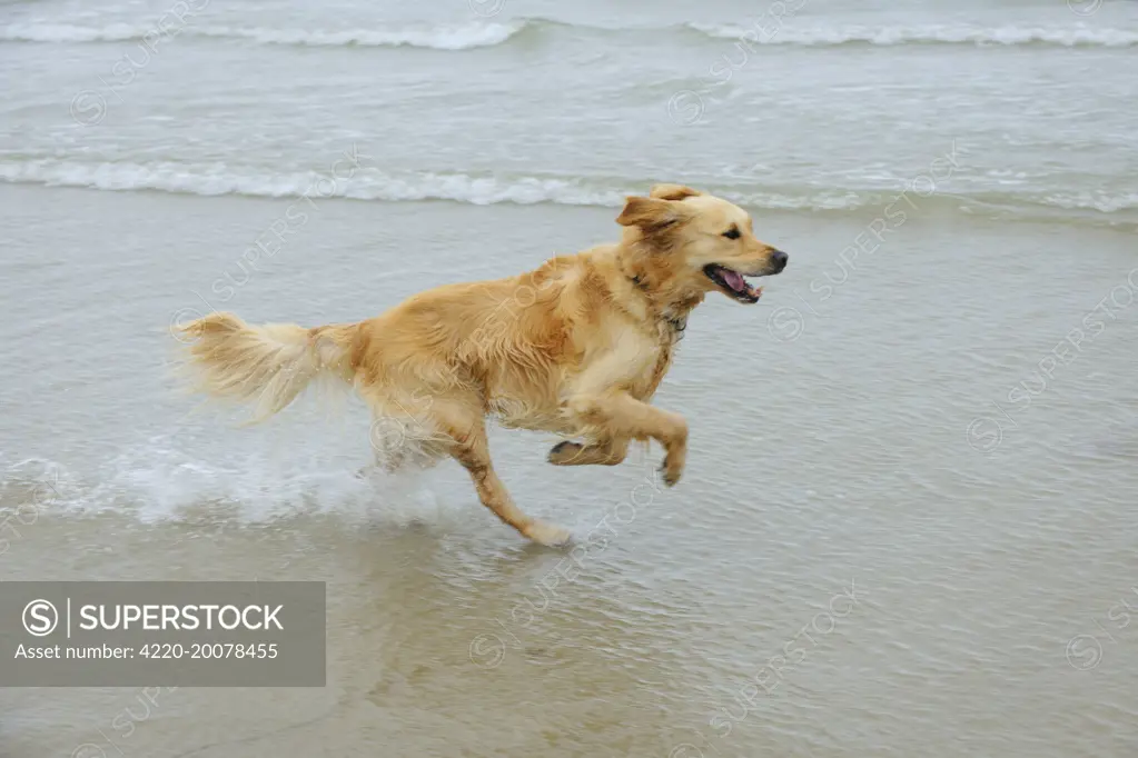 DOG. Golden retriever running in surf 