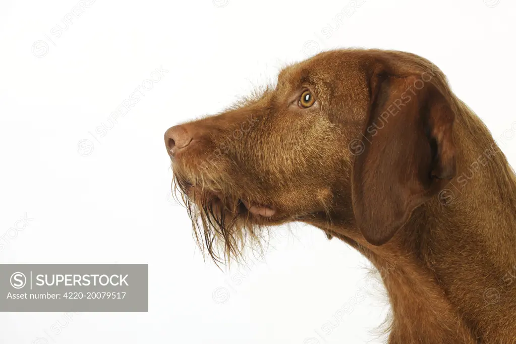 DOG. Hungarian wired haired Vizsla 