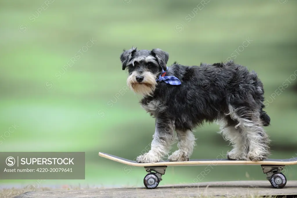 DOG. Schnauzer on skateboard 