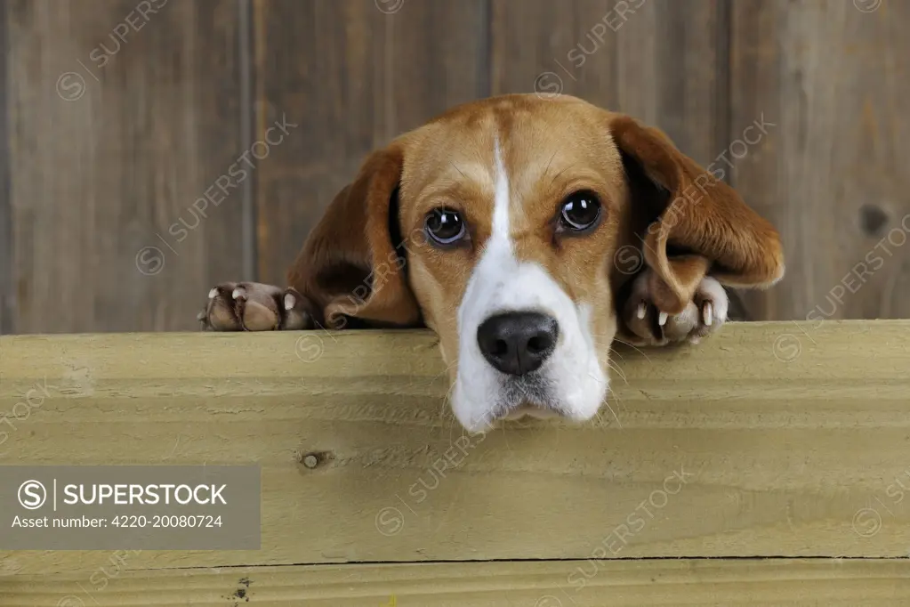 Dog - Beagle - peaking over gate 