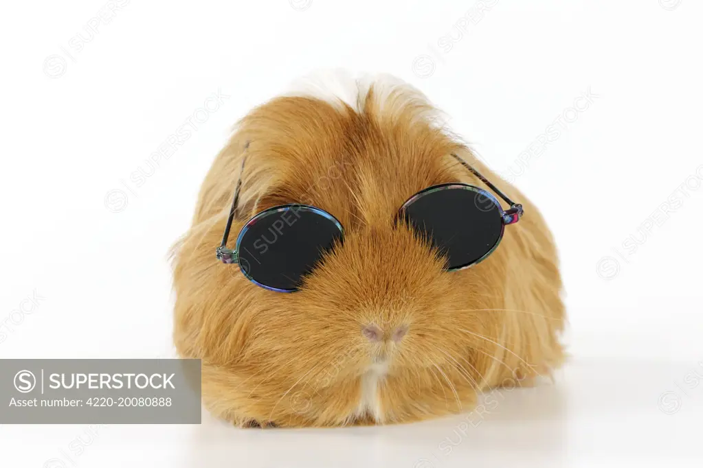 Guinea pig wearing sunglasses 