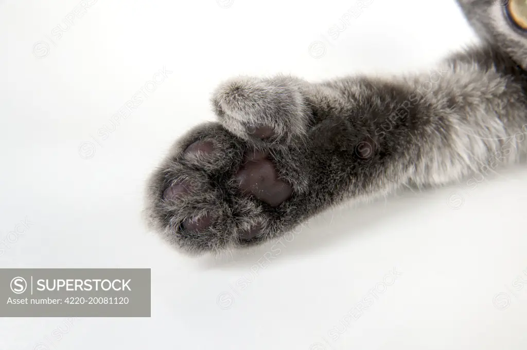 CAT - Cats foot with extra toe (six) 