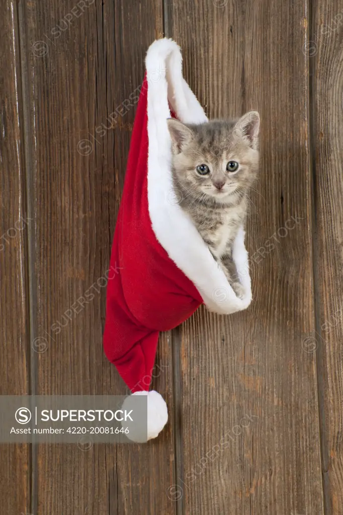 CAT - Kitten (6 weeks) in Christmas hat 