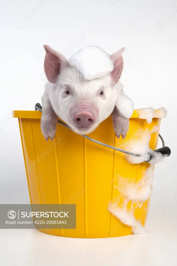 PIG - Piglet sitting in a bucket covered in soap suds