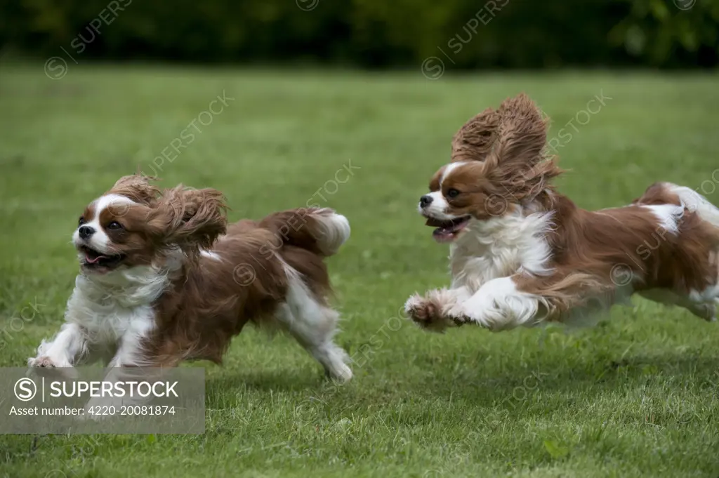 DOG - Cavalier King Charles' running in garden