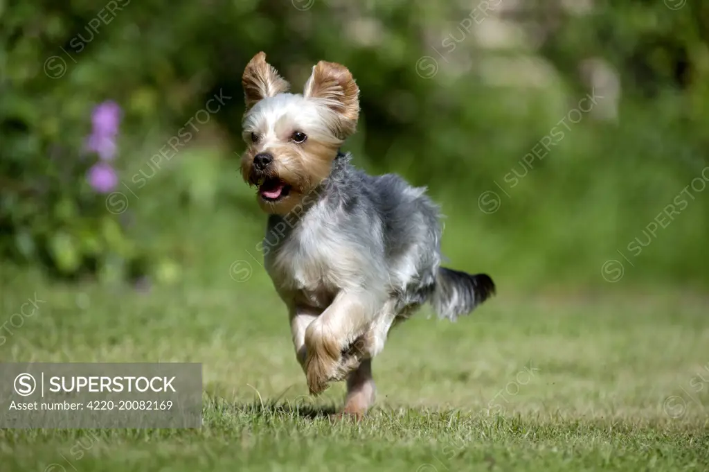 DOG - Yorkshire Terrier / YORKIE/S / BROKEN-HAIRED SCOTTISH TERRIER. running in garden.