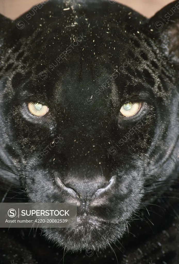 BLACK JAGUAR - C/U of face (Panthera onca Panthera oncaPanthera oncaPant). Central America to Northern South America.