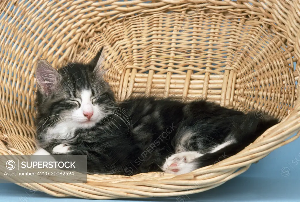 Norwegian Forest CAT - in basket 