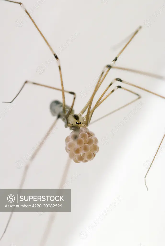 Daddy Long Legs Spider - female with egg sac (Pholcus phalangioides)