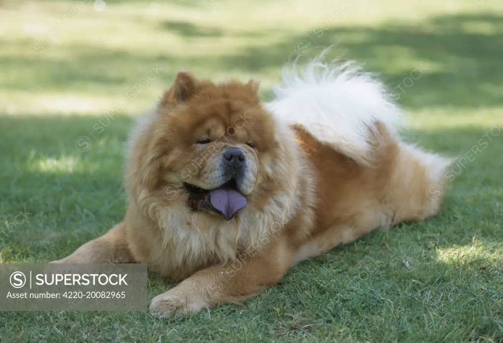 Black chow best sale chow tongue