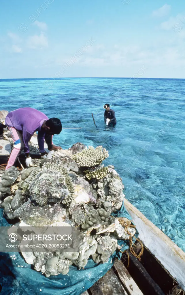 CORAL DESTRUCTION - Destroying reef for building materials . Maldives, Indian Ocean.