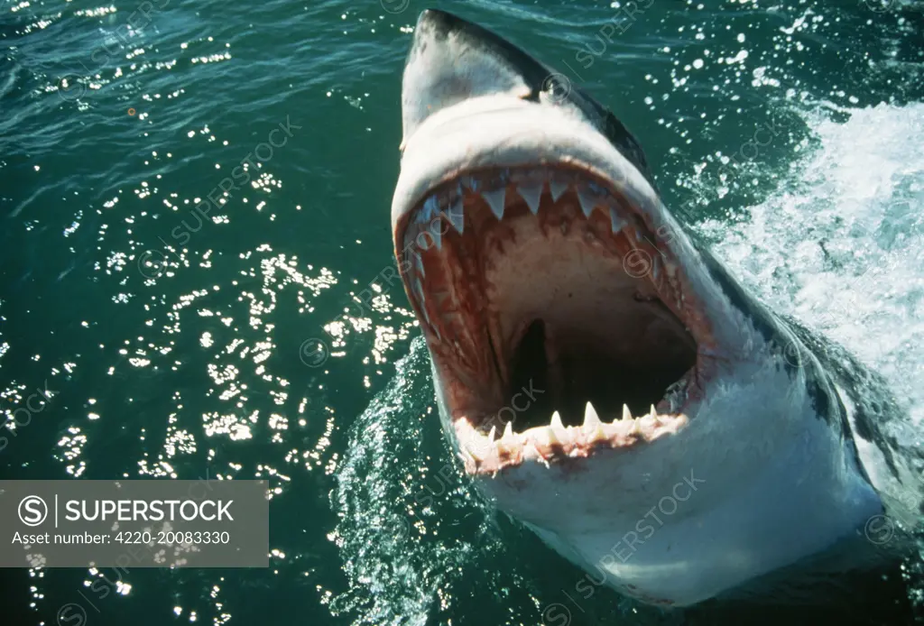 Great White / White / White Pointer SHARK - mouth open (Carcharodon carcharias). Gansbaii, South Africa.