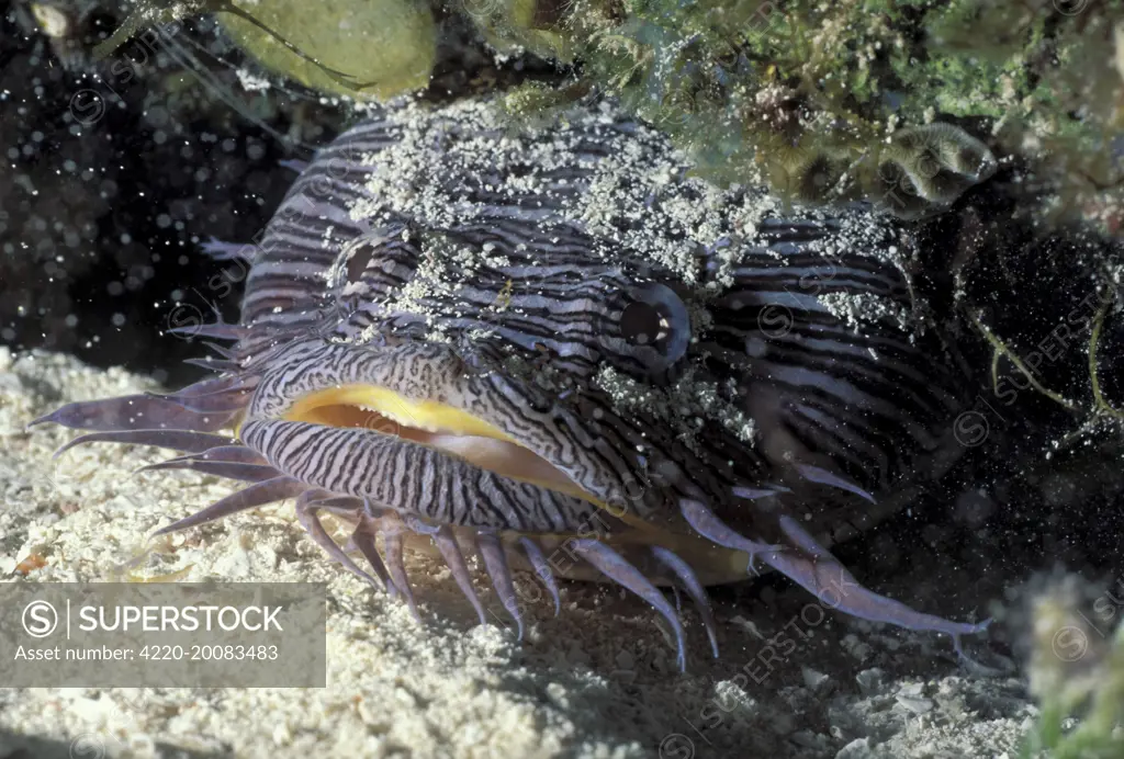 Splendid Toadfish  40 cm   (Sanopus splendidus). Island Cozumel. Endemic.