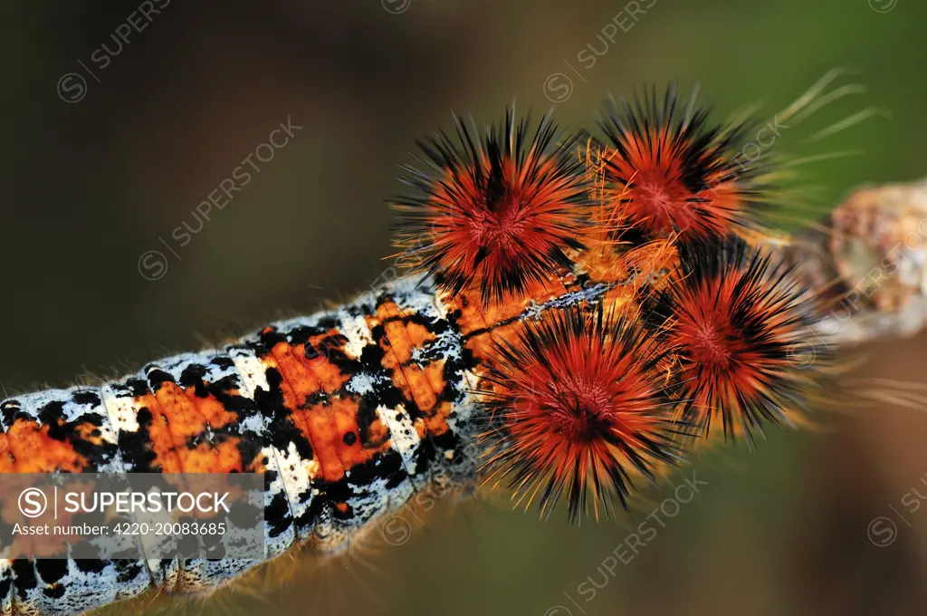 Caterpillar of a moth (Borocera sp. ). Montagne des Franais Reserve - Antsiranana - Northern Madagascar. Lasiocampidae.