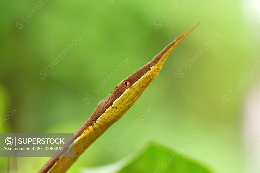 Madagascan Twig-nosed Snake / Spear-nosed Snake - male (Langaha madagascariensis). Northern Madagascar.