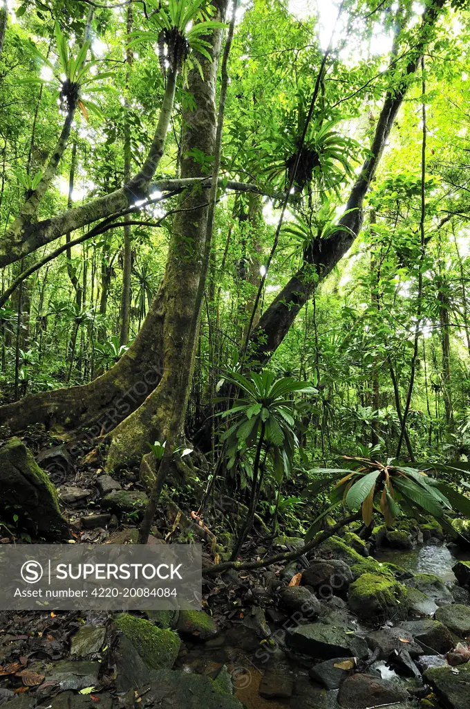 Tropical rainforest with Bird's Nest Fern . Masoala National Park - Madagascar.